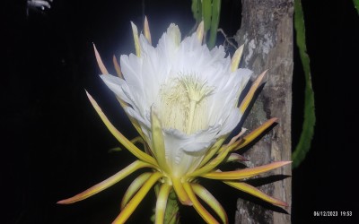 Pohon Rindang Itu 2 (Cersam)